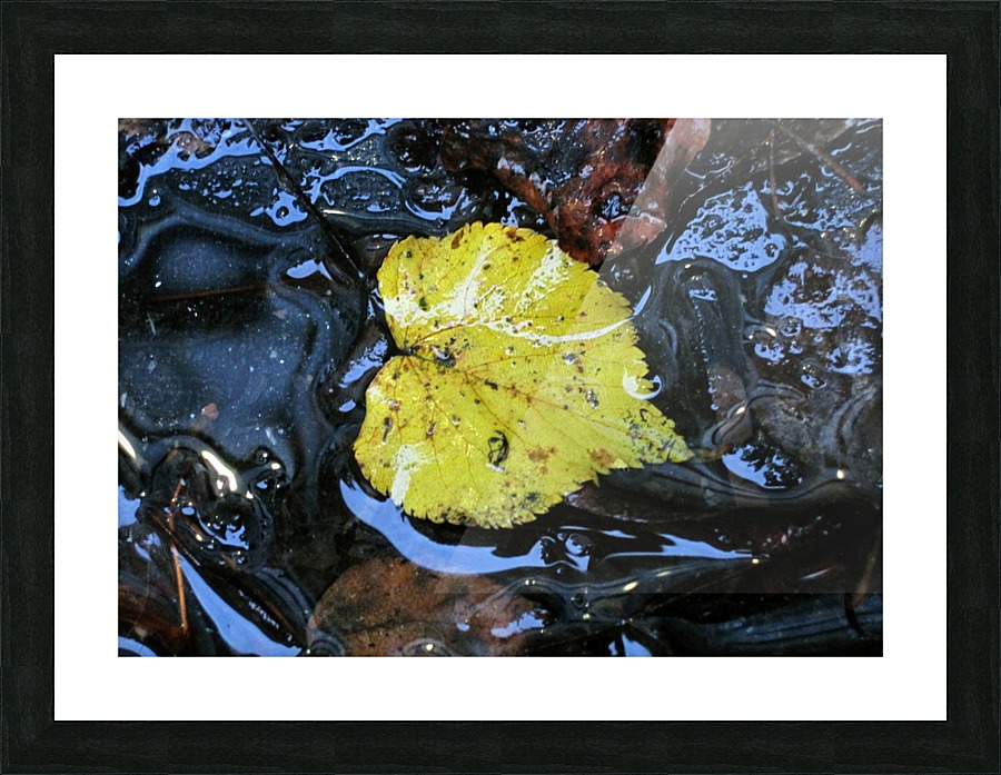 Floating Autumn Leaf Picture Frame print