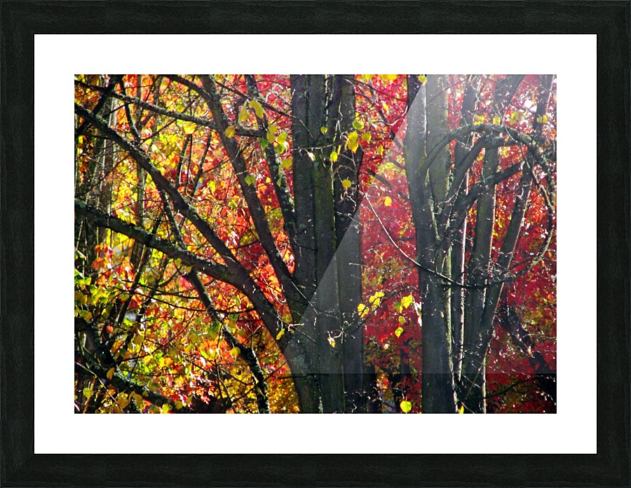 Swirly Autmn Tree Picture Frame print