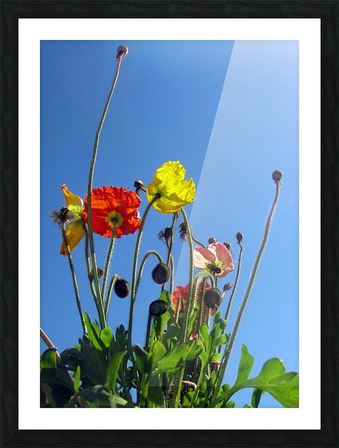 Spring Sky Garden Picture Frame print