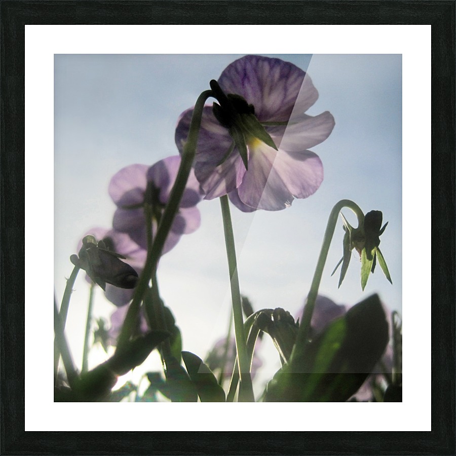 Soft Sky Flowers Picture Frame print
