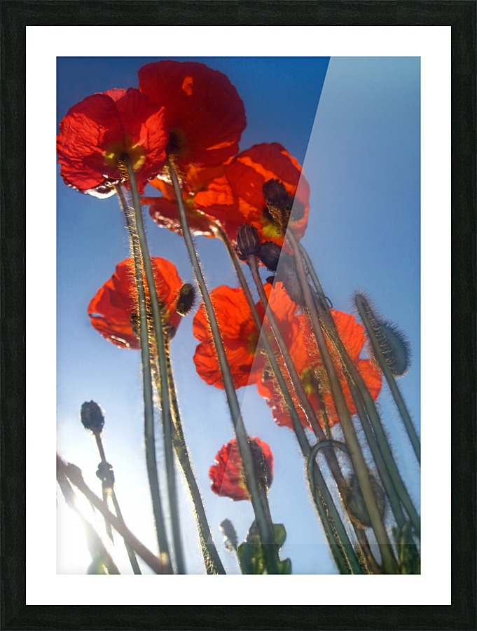 Tall Poppies Picture Frame print
