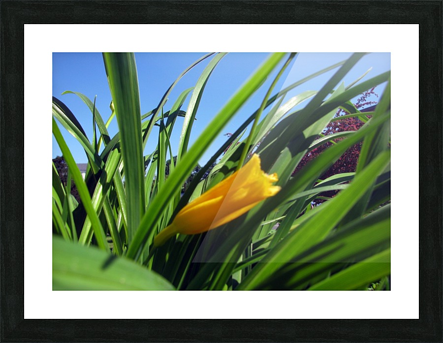 Yellow spring Flower Picture Frame print