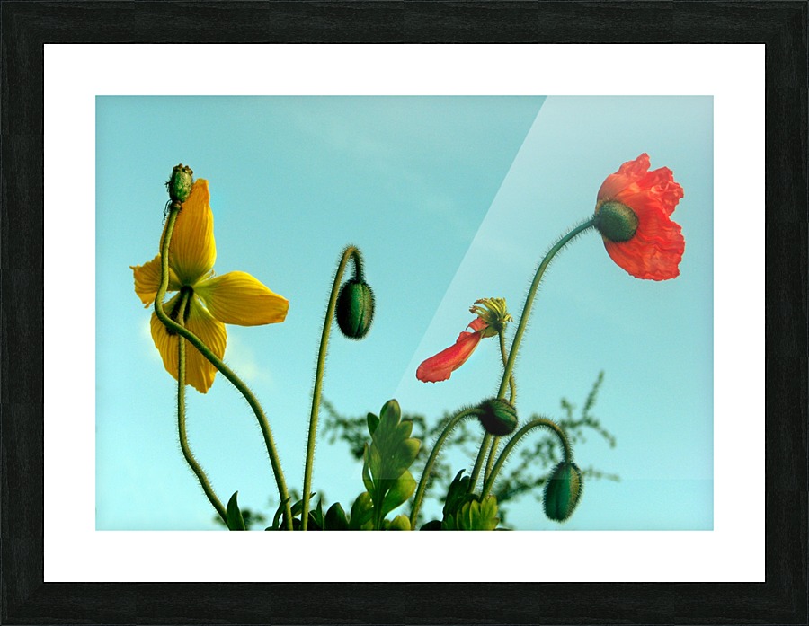 Spring Sky Flowers Picture Frame print