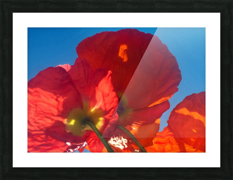 Red Poppy Sky Picture Frame print