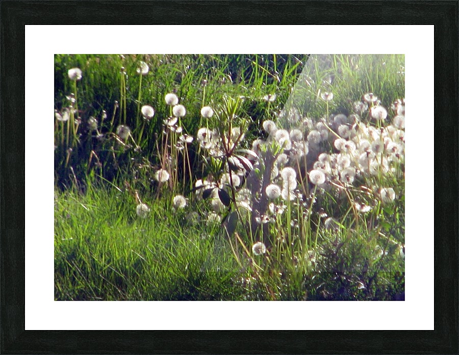 Sunlit Dandelions Picture Frame print