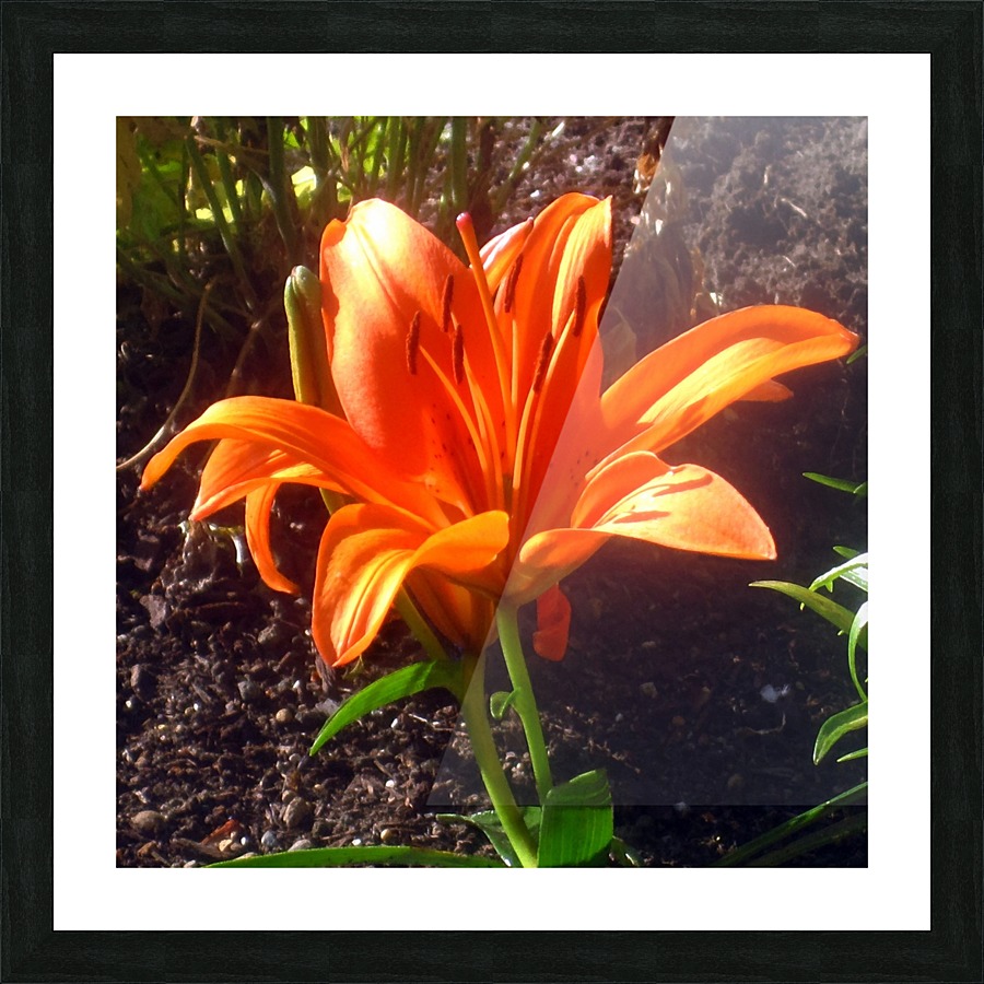Garden Flower Orange Picture Frame print