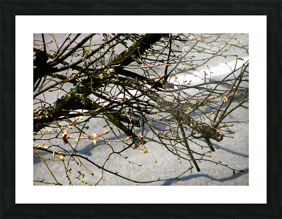 Barren Branches Picture Frame print