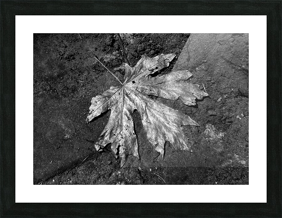 The Lone Leaf Picture Frame print