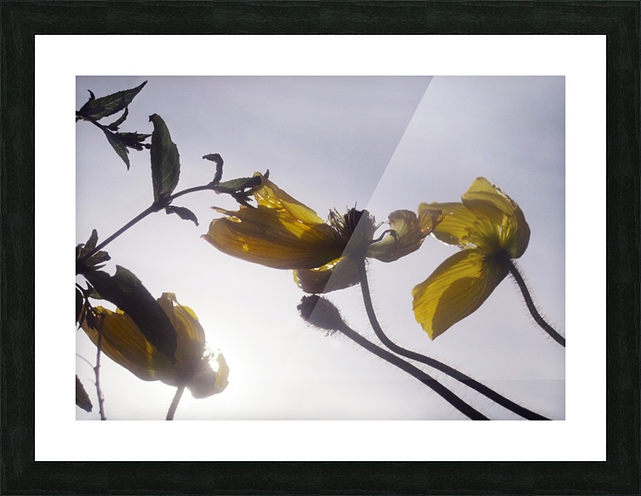 Anstract Yellow Flowers Picture Frame print