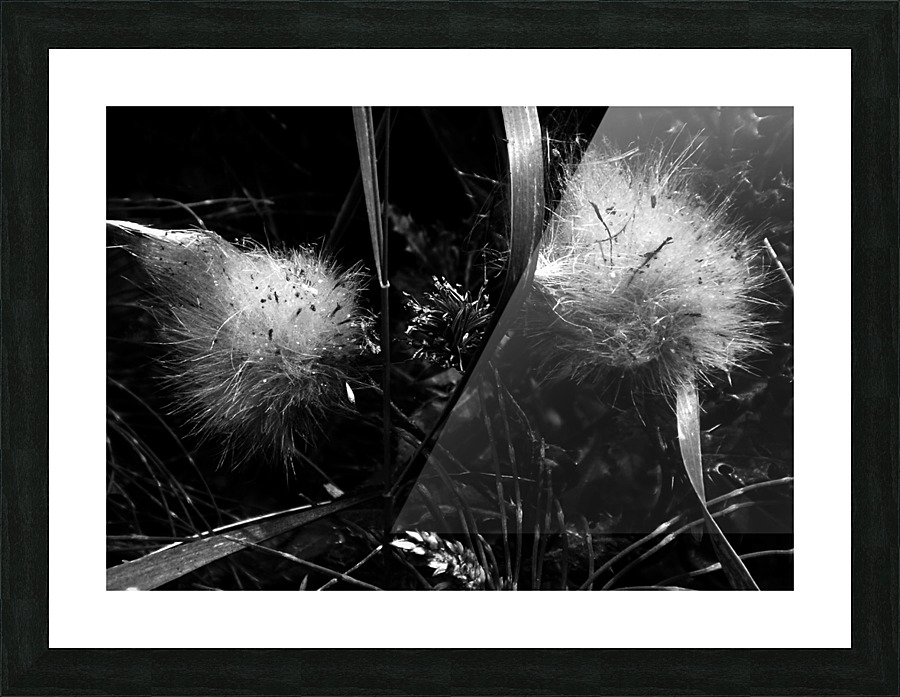 Dandelion Seedlings Picture Frame print
