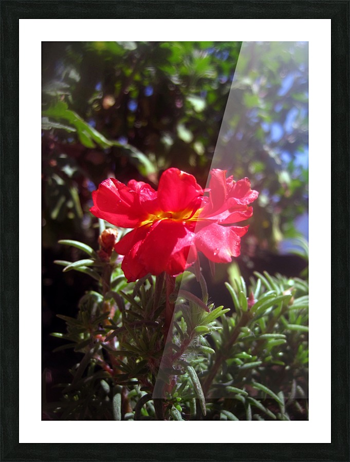 Red Summer Flower 3 Picture Frame print