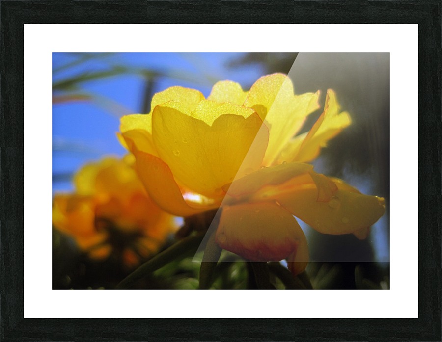 Midnight Garden Flower Picture Frame print