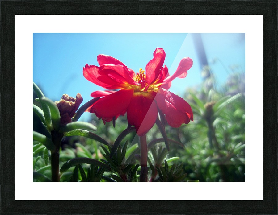 Red Summer Flower 1 Picture Frame print