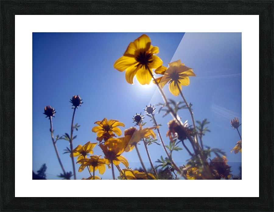 Summer Sky Flowers 2 Picture Frame print
