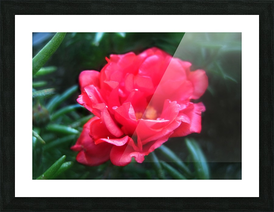 The Red Flower Picture Frame print