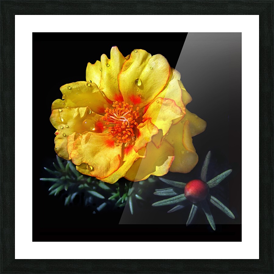 Dew Drop Flower Picture Frame print