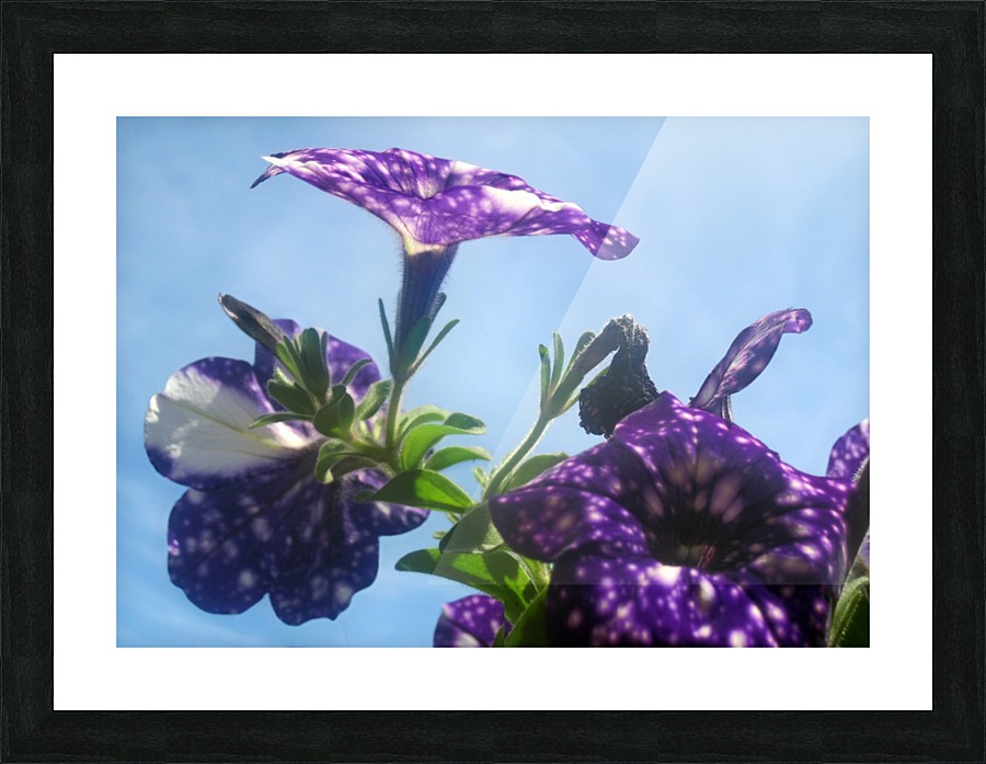 Violet Flowers 5 Picture Frame print