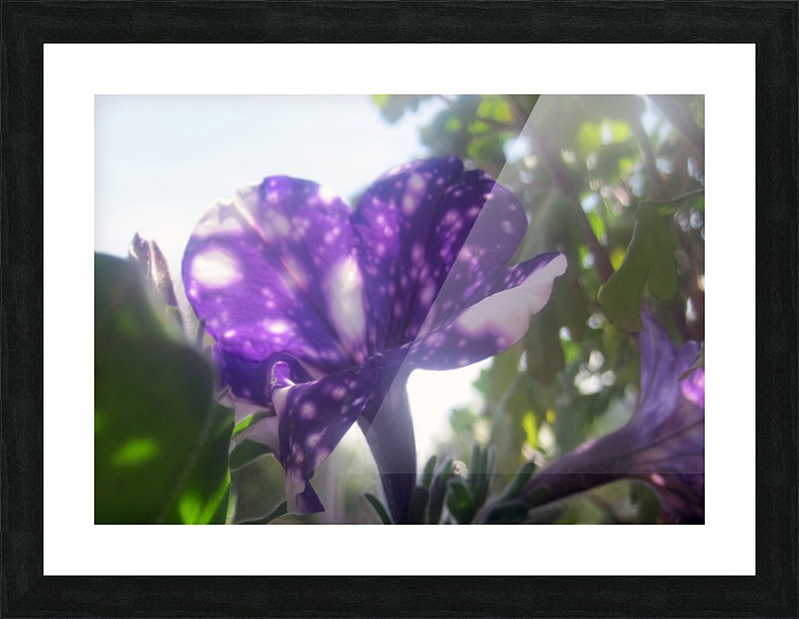Violet Flowers 7 Picture Frame print