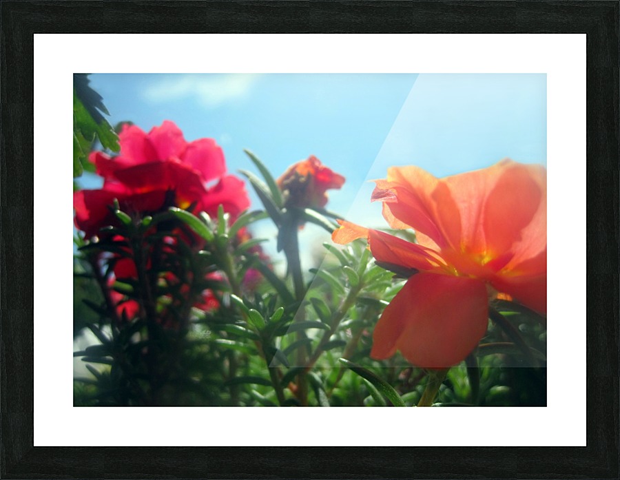 Garden Flowers  Picture Frame print