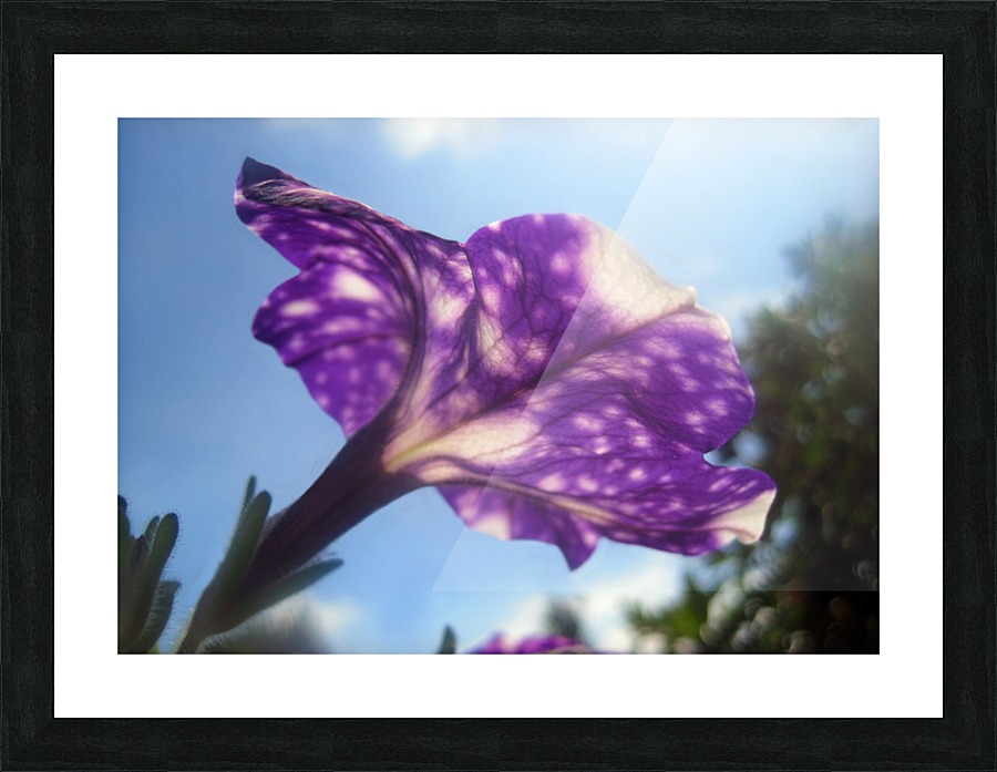 Violet Flowers 2 Picture Frame print