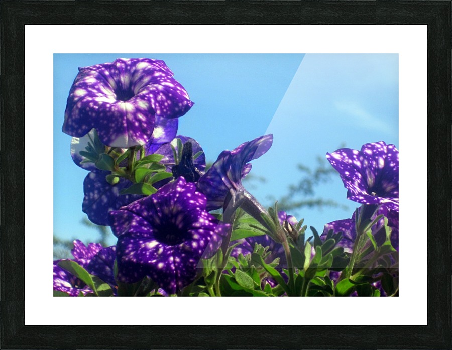 Violet Flowers 6 Picture Frame print