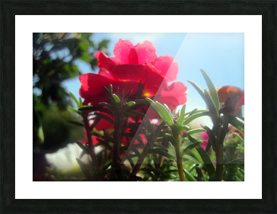 Garden Flower Picture Frame print