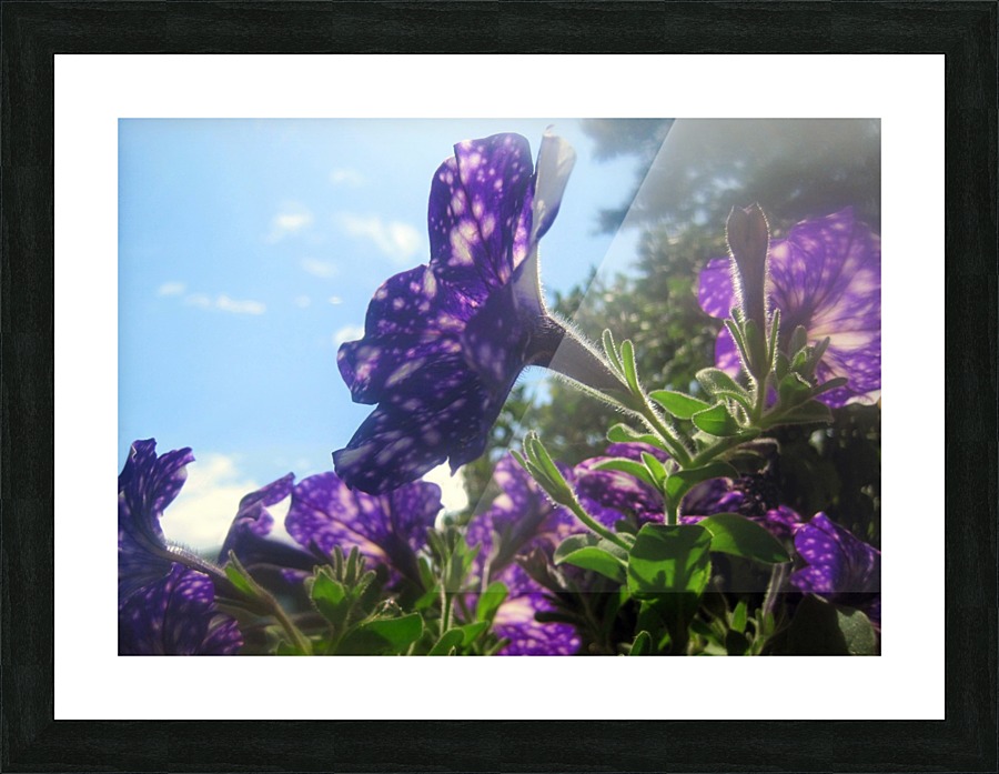 Violet Flowers 3 Picture Frame print