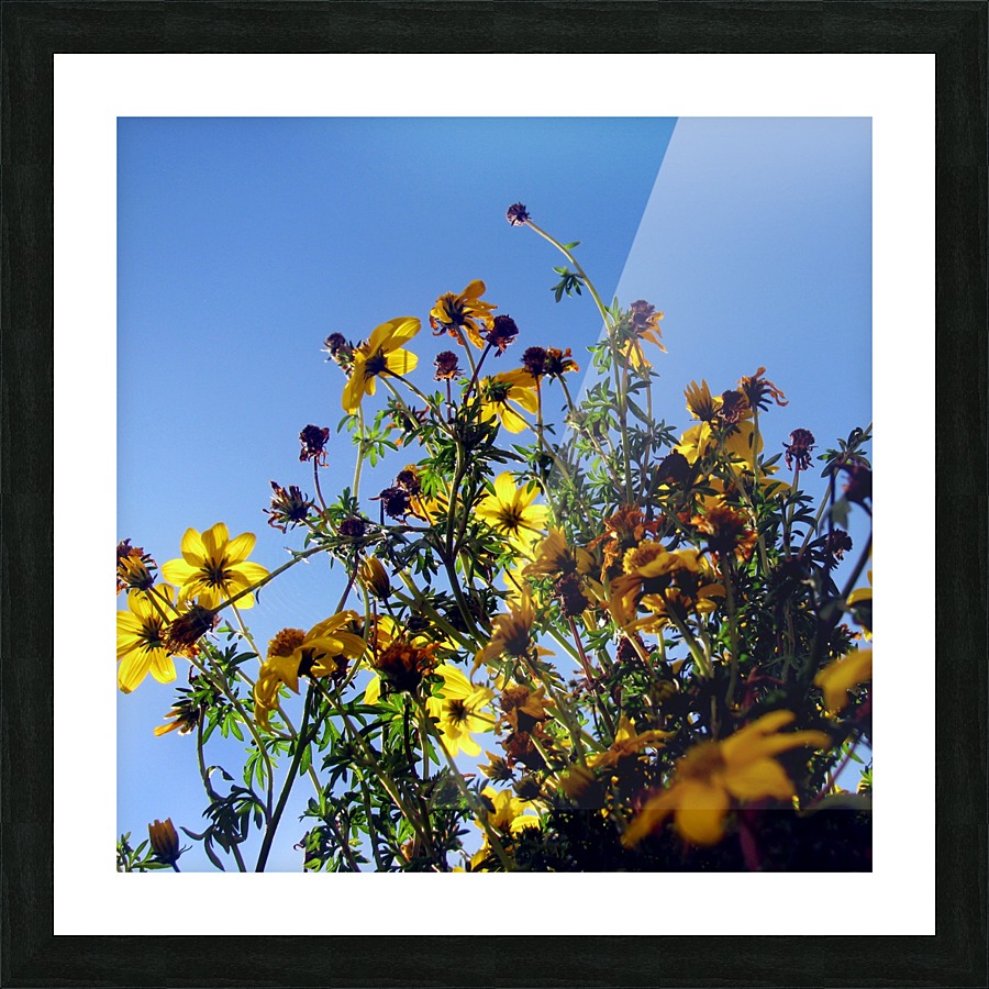 Summer Sky Flowers Picture Frame print