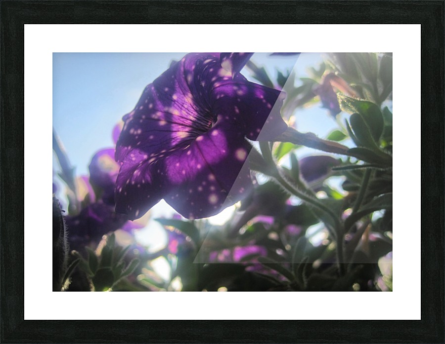 Starry Sky Flower 2 Picture Frame print
