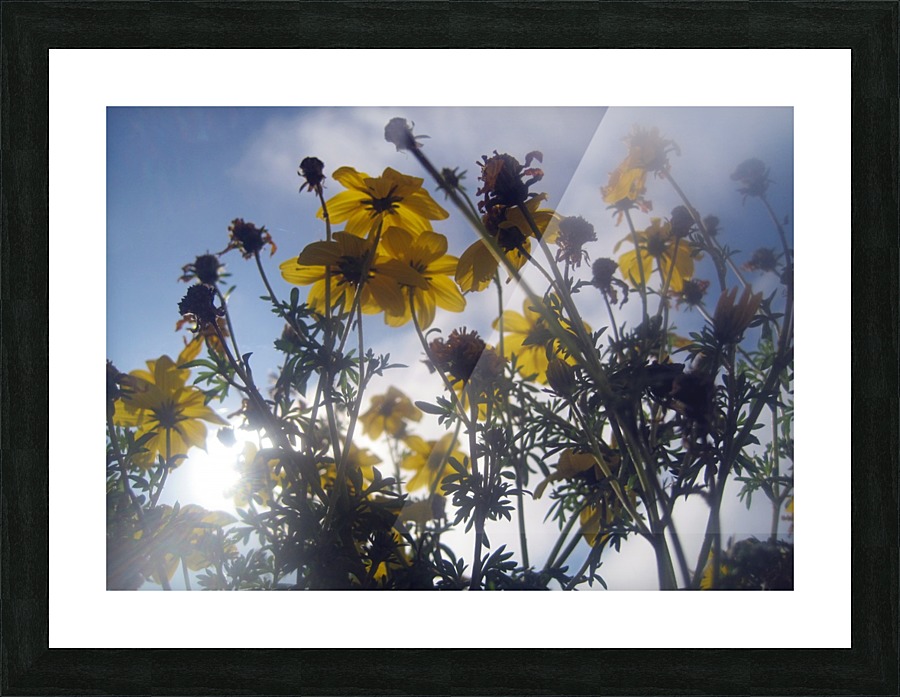 Flowers and Sky Picture Frame print