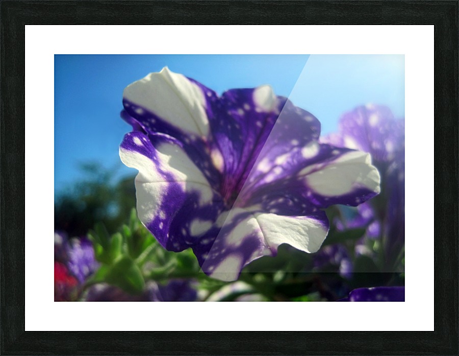 Starry Sky Flower 5 Picture Frame print
