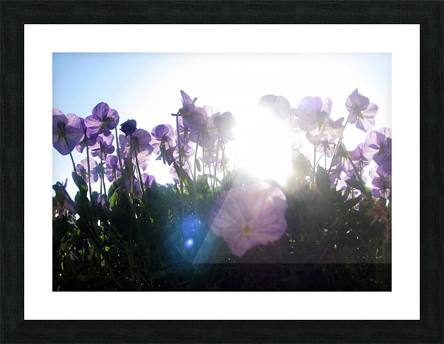 Sun-Drenched Flowers Picture Frame print
