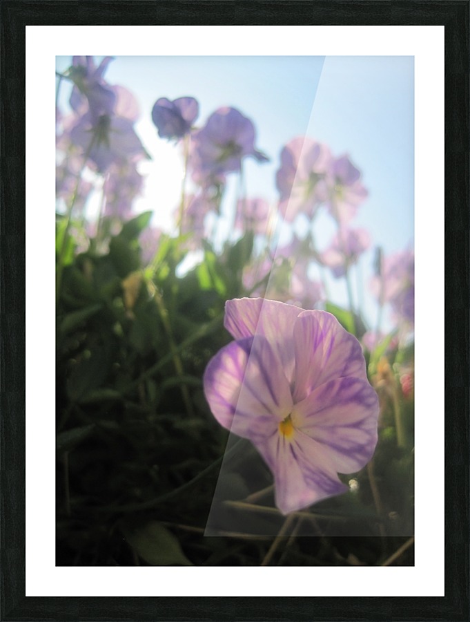 Summer Whisper Picture Frame print