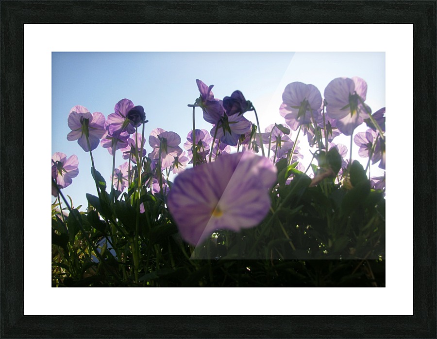 Summer Chorus Picture Frame print