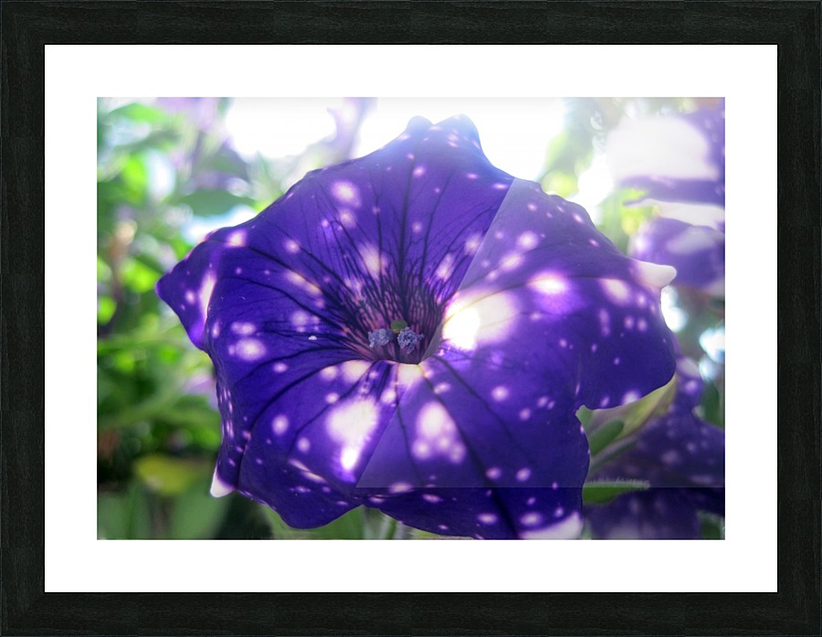 Starry Sky Flower 9 Picture Frame print