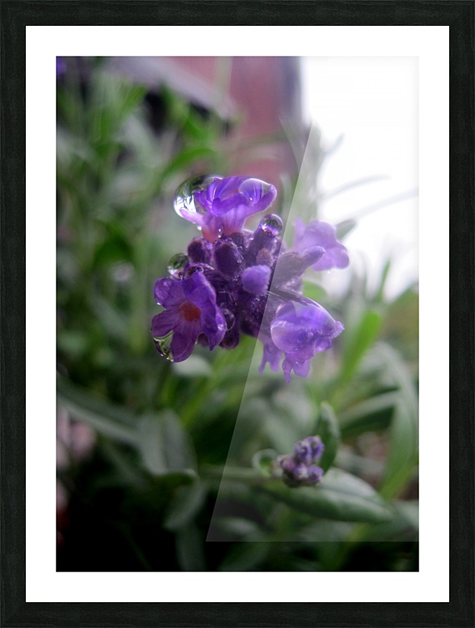 Floating Lavender 1 Picture Frame print