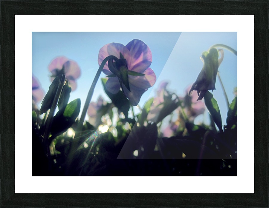 Summer Flowers Picture Frame print