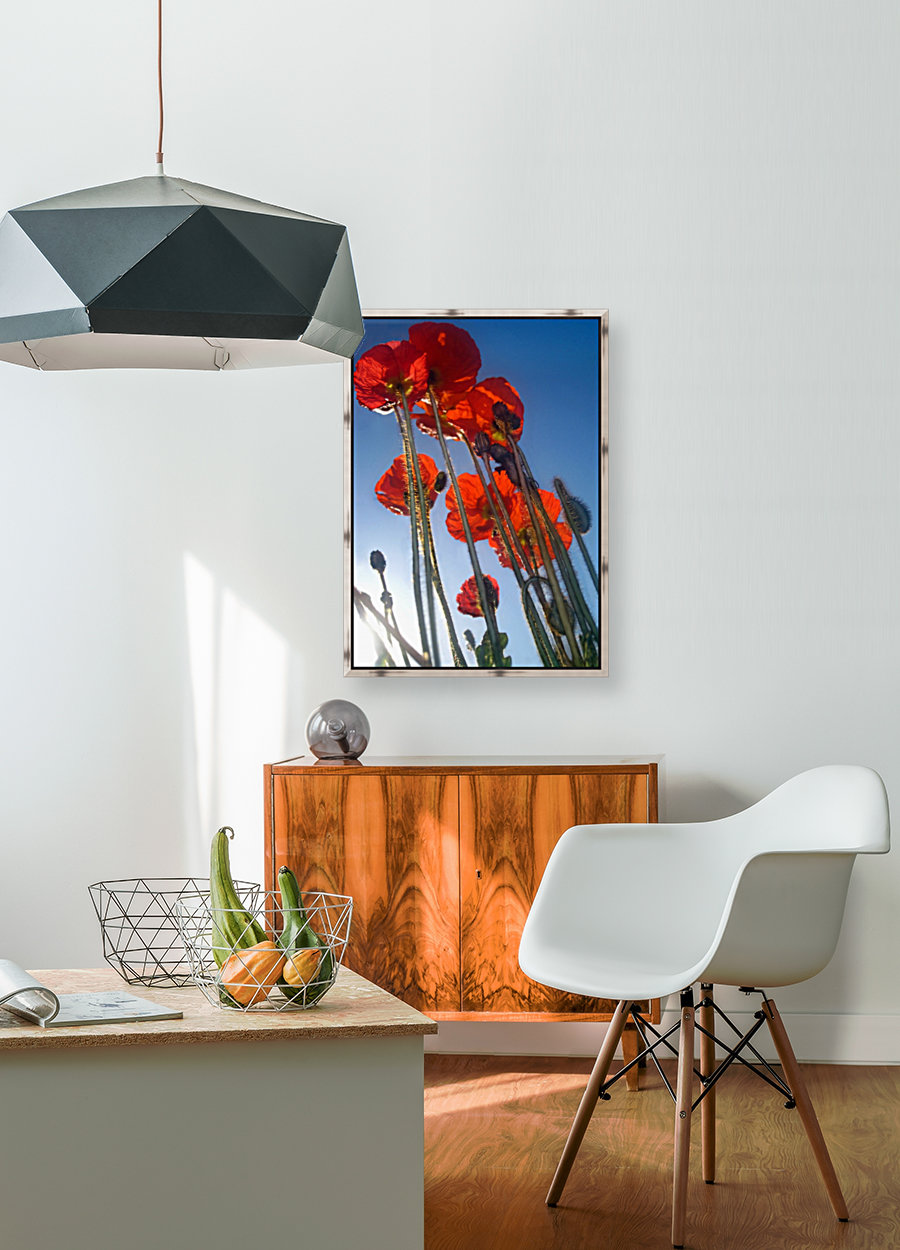 Tall Poppies Reproduction