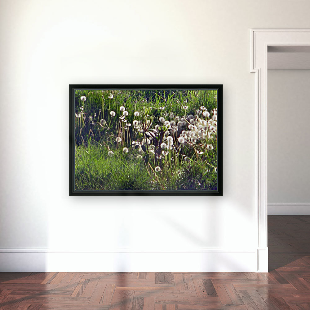 Sunlit Dandelions Reproduction