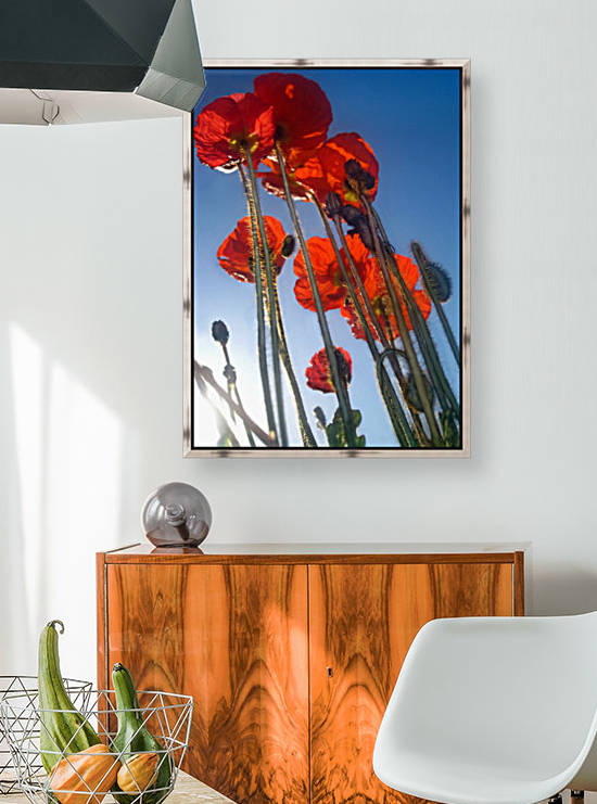 Tall Poppies Reproduction
