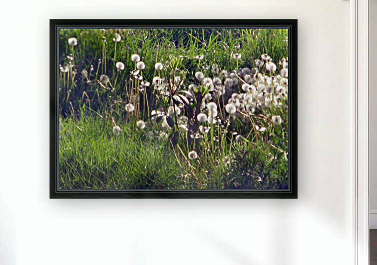 Sunlit Dandelions by Jaeda DeWalt