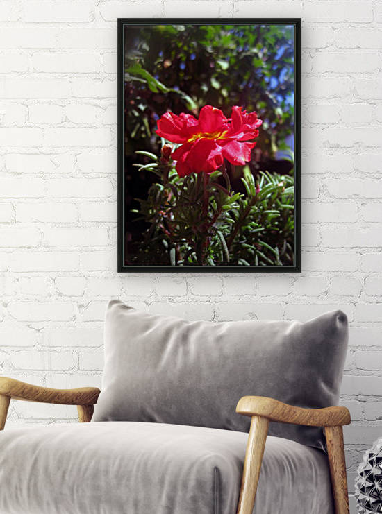 Red Summer Flower 3 Reproduction
