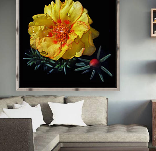 Dew Drop Flower Reproduction