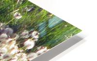 Sunlit Dandelions HD Metal print