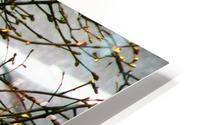 Barren Branches HD Metal print