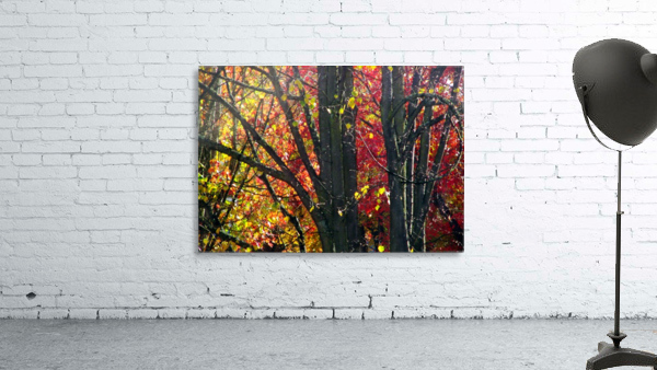 Swirly Autmn Tree Wall Preview