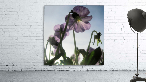 Soft Sky Flowers Wall Preview