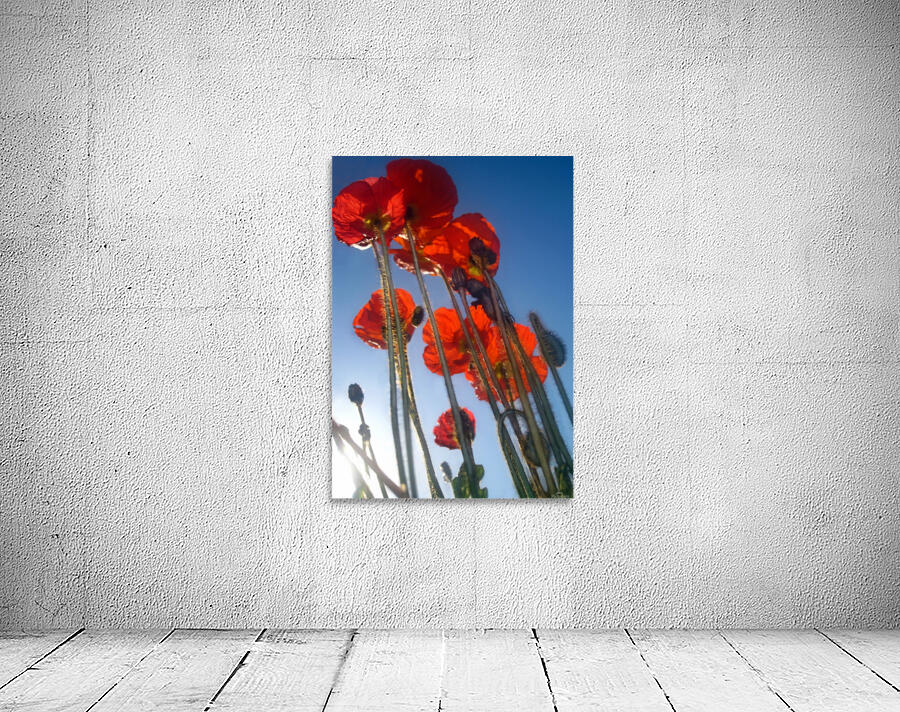 Tall Poppies Wall Preview