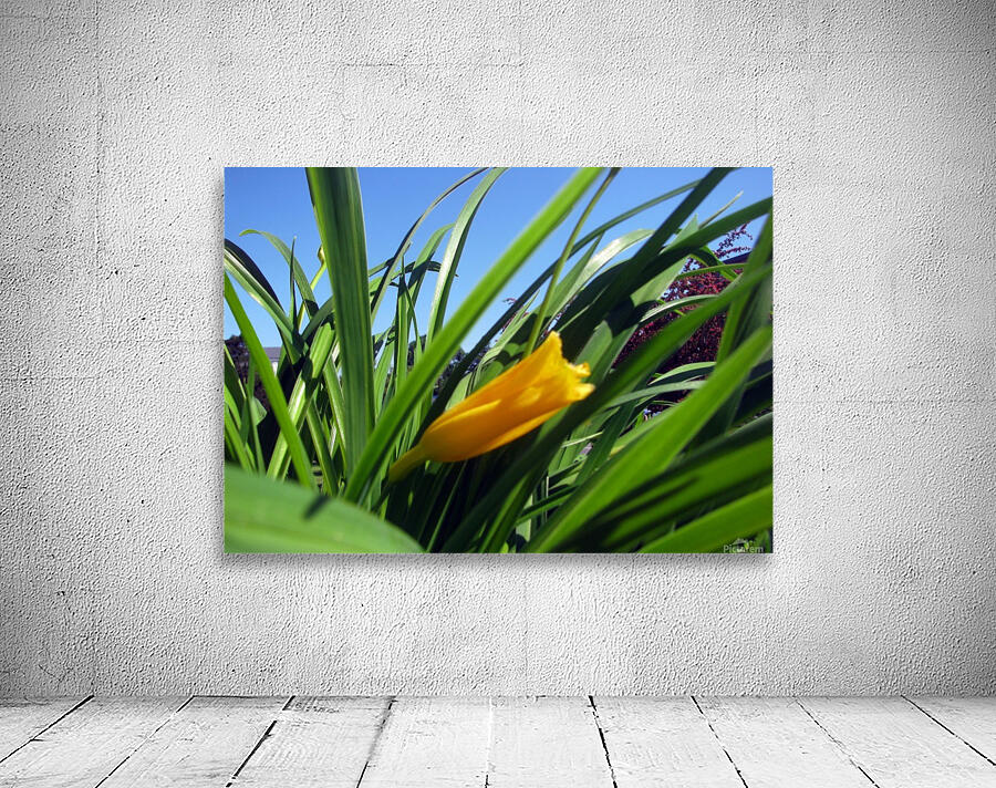 Yellow spring Flower Wall Preview