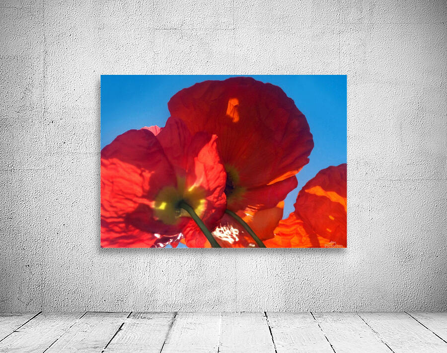 Red Poppy Sky Wall Preview